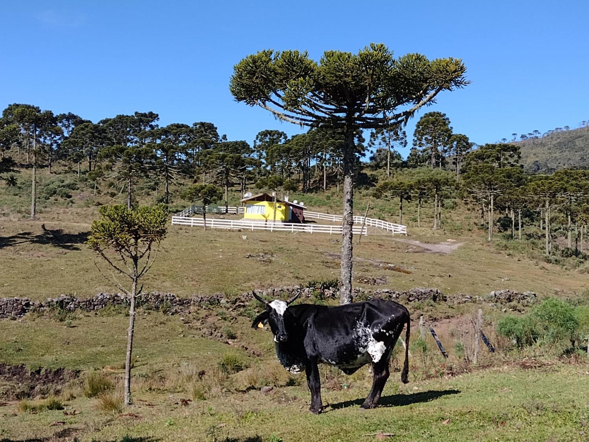 Casa E Cabana De Campo Fazenda Borba Urubici Zewnętrze zdjęcie