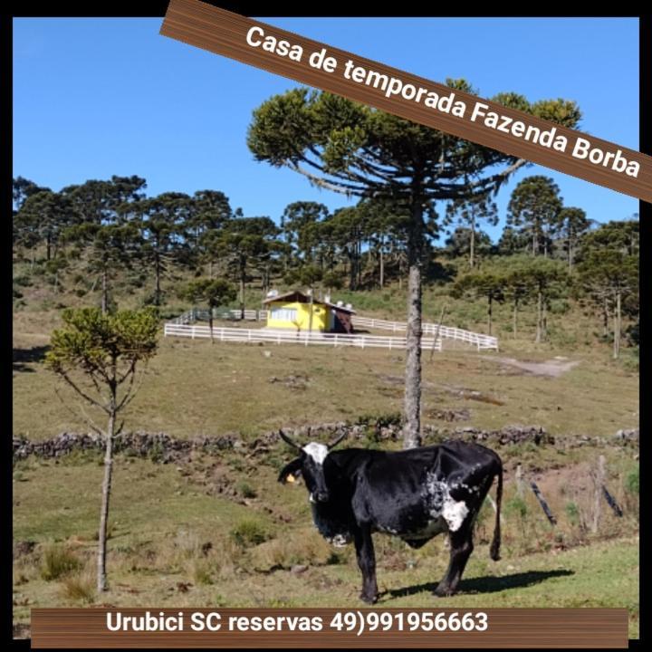 Casa E Cabana De Campo Fazenda Borba Urubici Zewnętrze zdjęcie