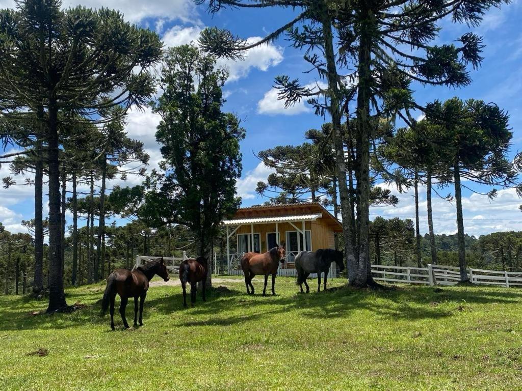 Casa E Cabana De Campo Fazenda Borba Urubici Zewnętrze zdjęcie