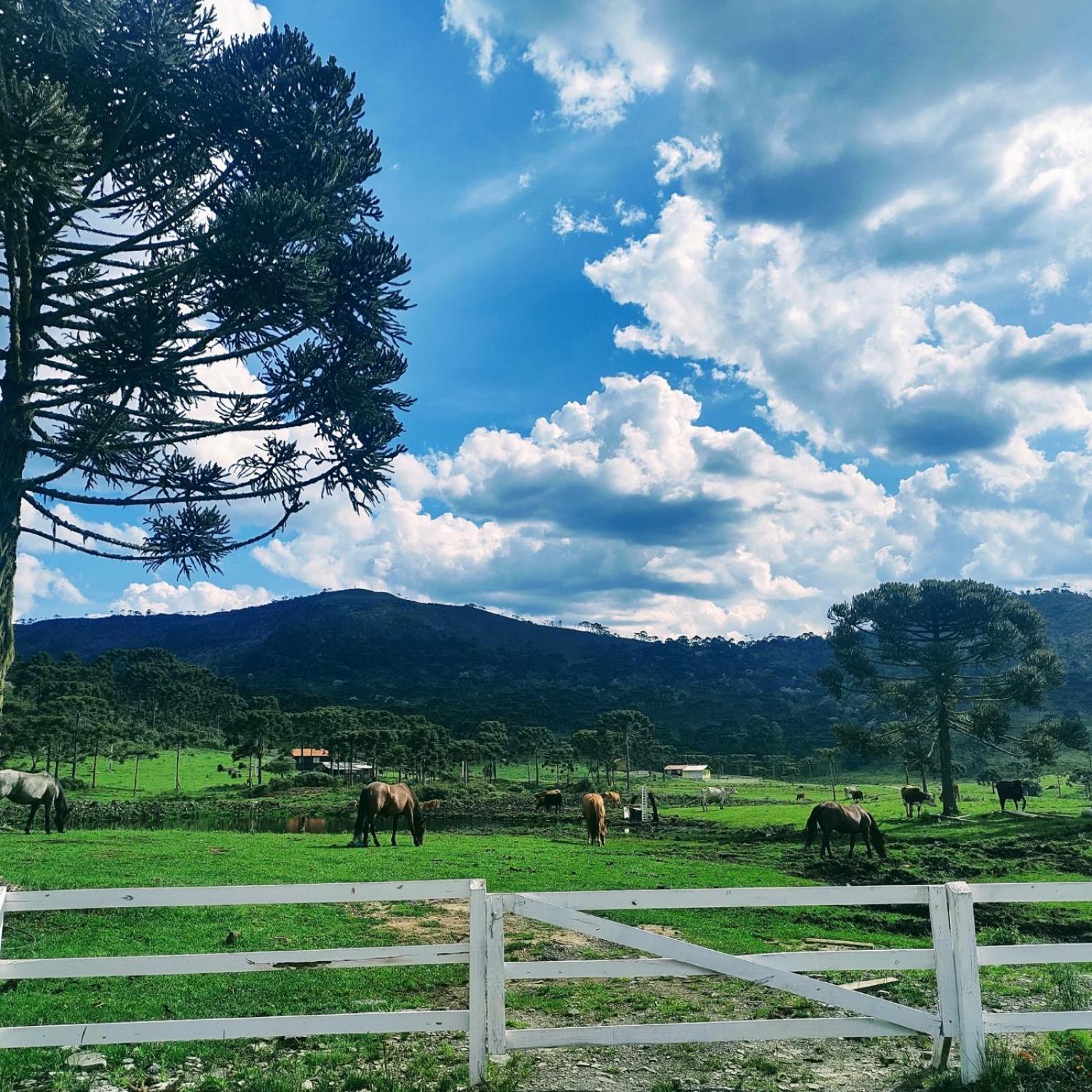 Casa E Cabana De Campo Fazenda Borba Urubici Zewnętrze zdjęcie