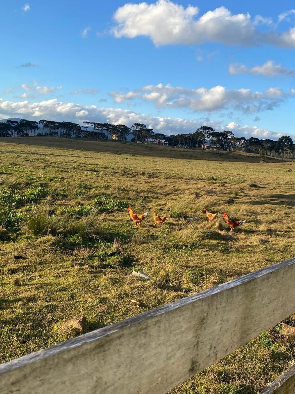 Casa E Cabana De Campo Fazenda Borba Urubici Zewnętrze zdjęcie